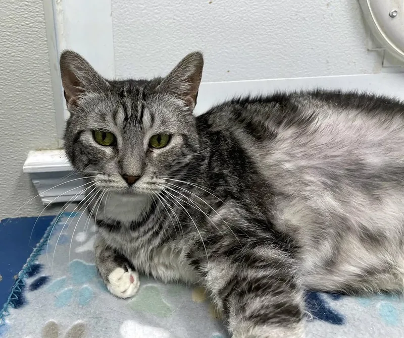 An adult large-sized female Gray & White Domestic Short Hair cat named Zero for adoption in Bossier City, LA