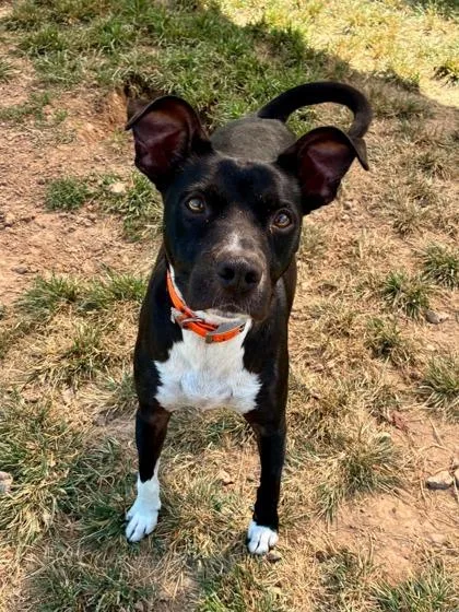 An adult medium-sized female Mixed Breed dog named Mandy for adoption in Yellville, AR