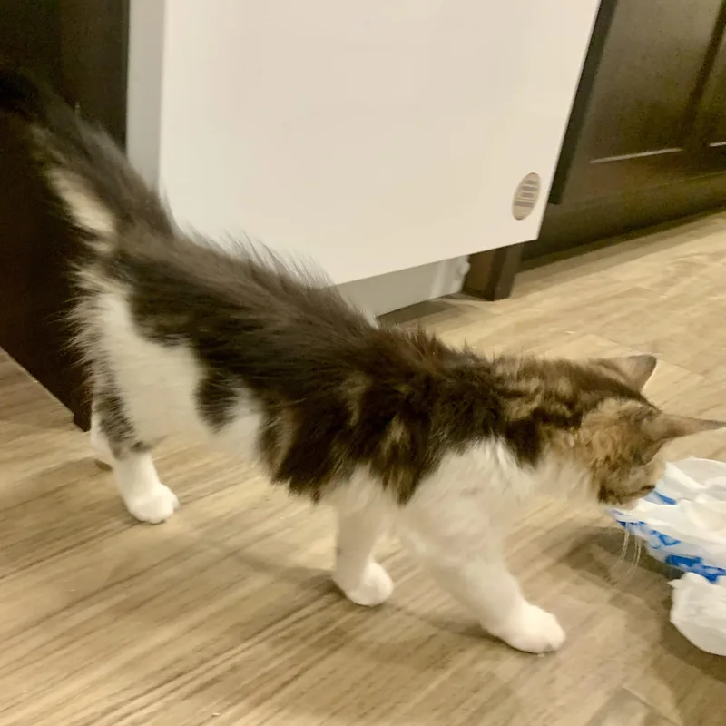 A baby small-sized female Tabby (Buff / Tan / Fawn) Domestic Medium Hair cat named Sweetums for adoption in Richmond, VA