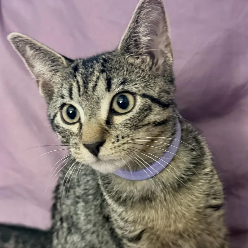 A baby medium-sized male Domestic Short Hair cat named Tabbies Coming In for adoption in Clifton, NJ