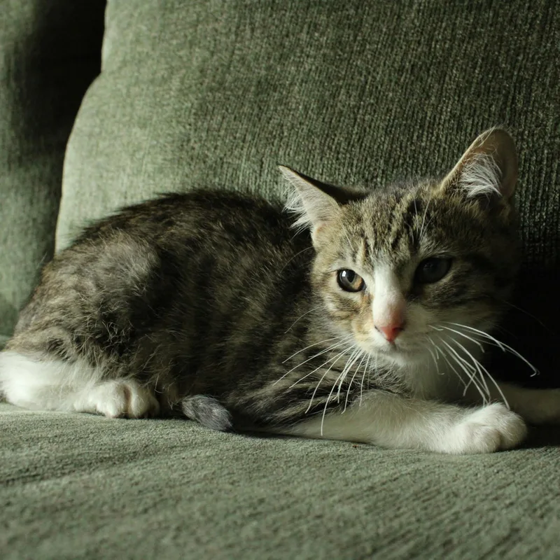 A baby medium-sized male Tabby (Brown / Chocolate) Domestic Short Hair cat named Roni for adoption in BUTLER, PA