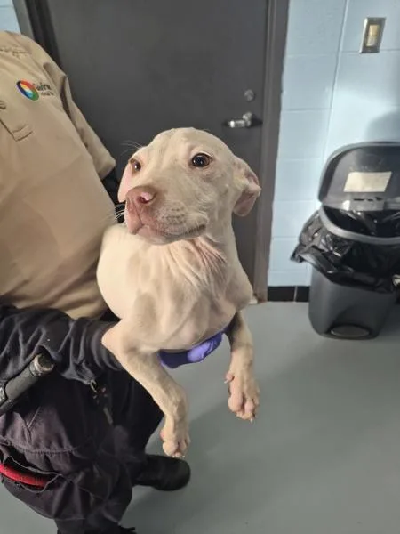 A baby small-sized male Pit Bull Terrier dog named Pen  Buddie for adoption in Lawrenceville, GA