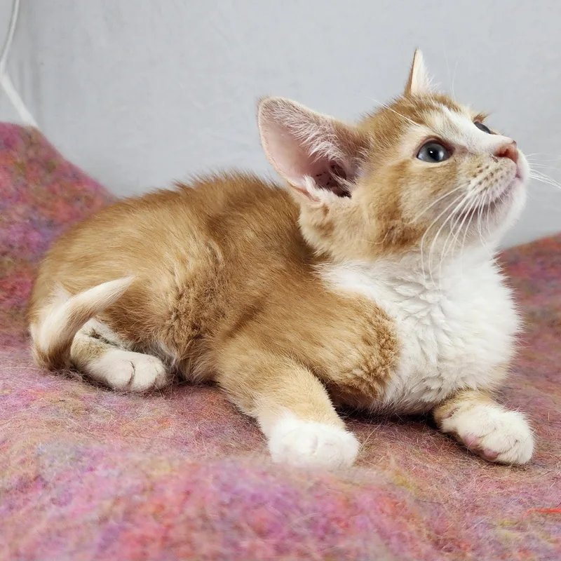 A baby small-sized female Orange & White Domestic Short Hair cat named Cupcake for adoption in New York, NY