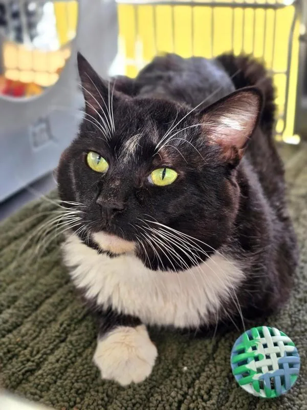 An adult large-sized male Domestic Short Hair cat named Mister Molasses for adoption in Vancouver, WA