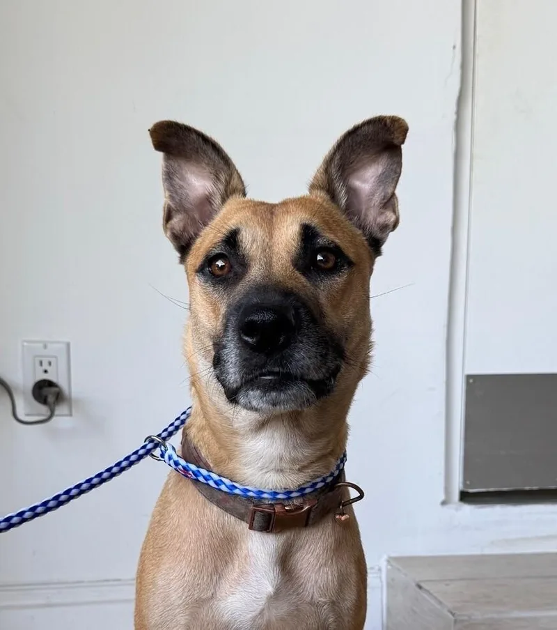An adult medium-sized female Mixed Breed dog named Honey for adoption in Miami, FL