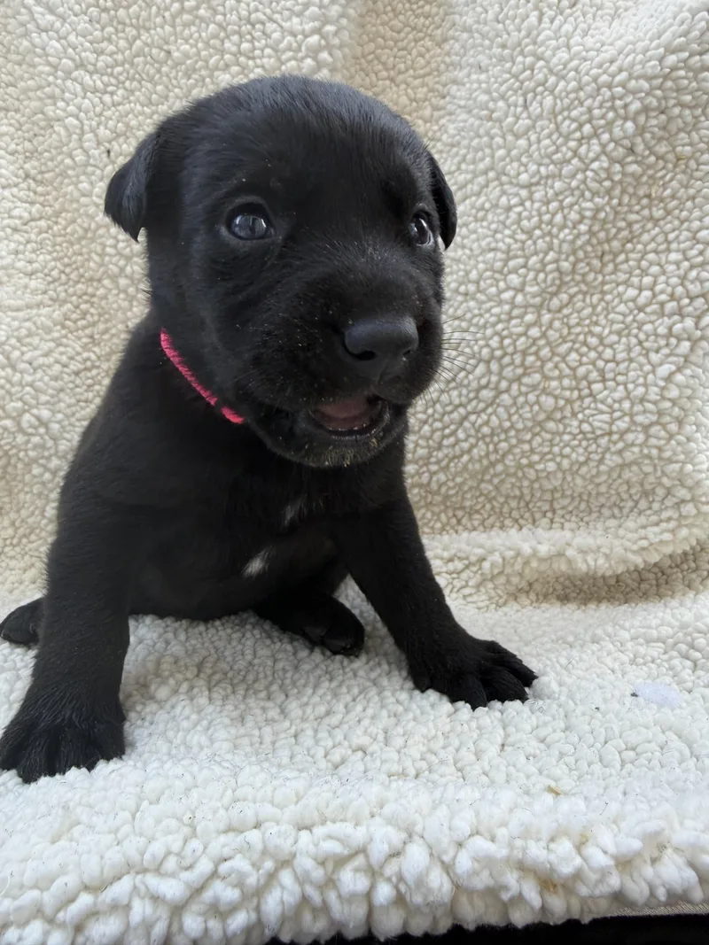 A baby small-sized female Labrador Retriever dog named Chocolate for adoption in Discovery Bay, CA