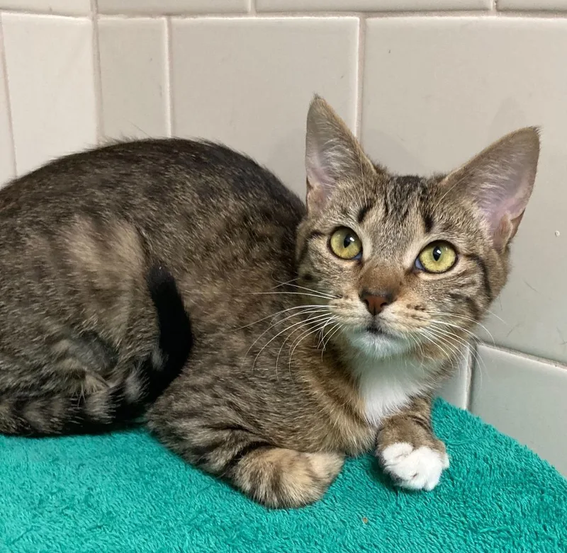 Celine  Bonded Pair thumbnail 2