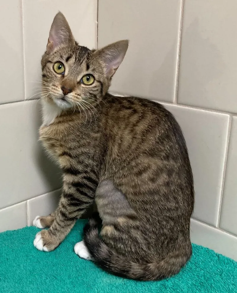 Celine  Bonded Pair thumbnail 4