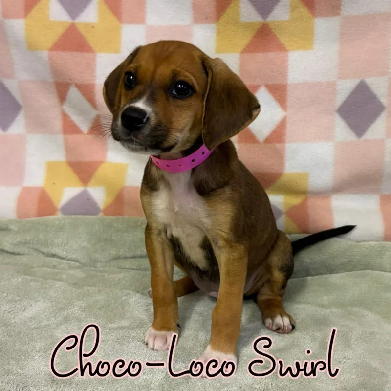 Chocoloco Swirl thumbnail 2