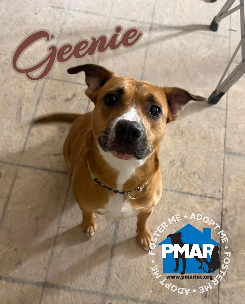 A young medium-sized female Golden Pit Bull Terrier dog named Geenie for adoption in Binghamton, NY
