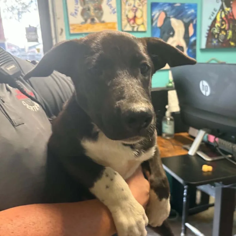 A baby medium-sized male Black German Shepherd Dog named Jupiter for adoption in Stephenville, TX
