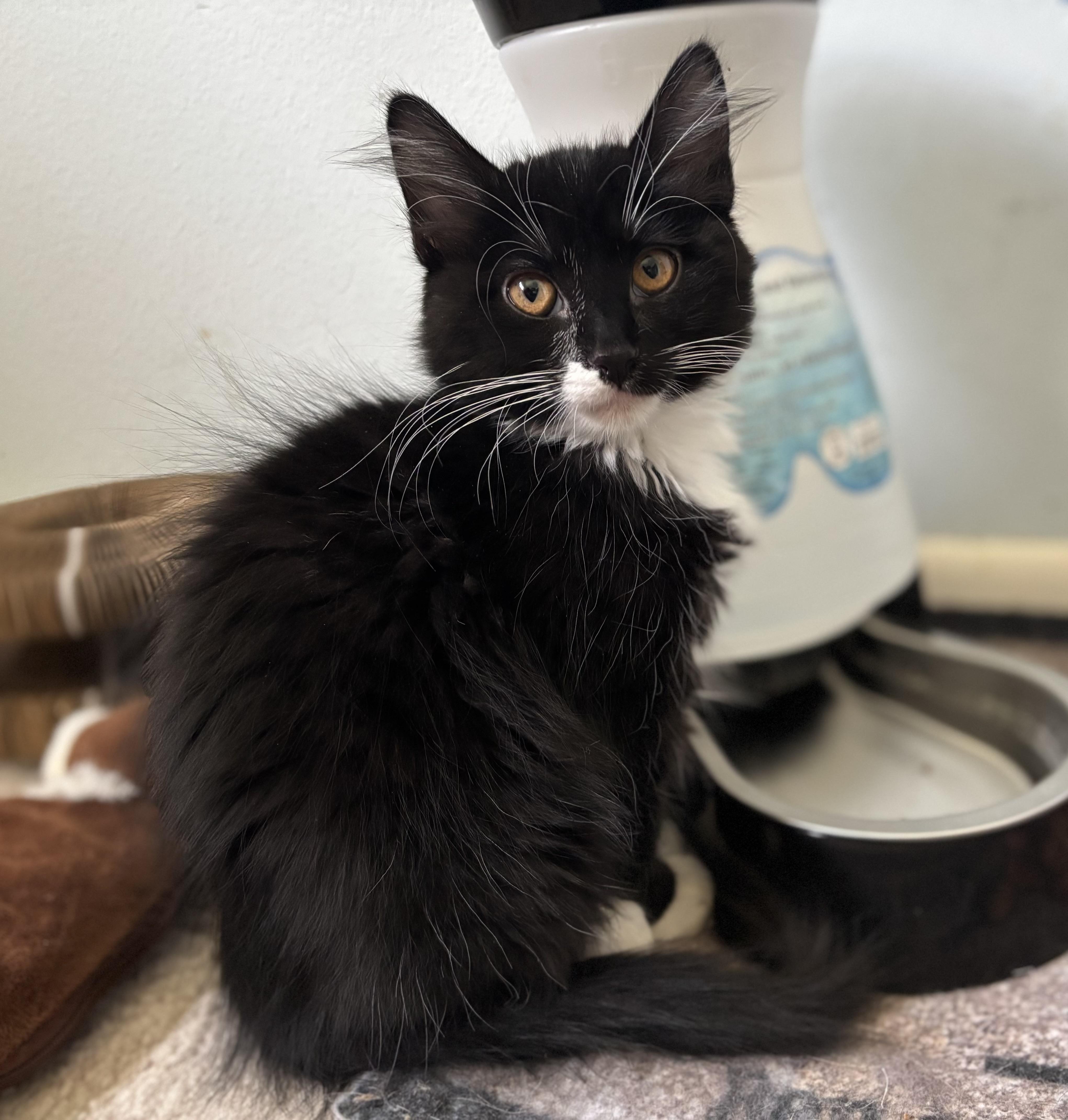 A young large-sized male Domestic Medium Hair cat named Oreo Jr. for adoption in Denver, CO
