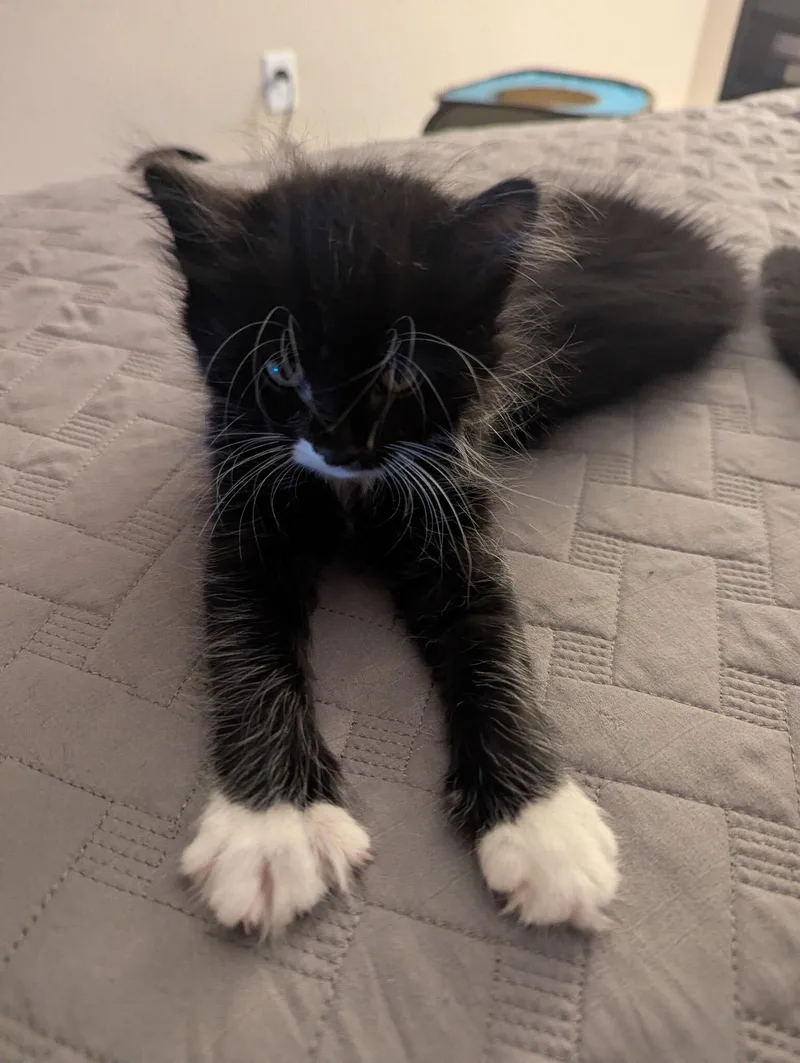 Oreo Jr. thumbnail 2