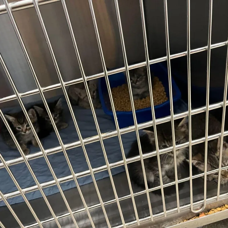 A young medium-sized male Tabby (Orange / Red) Domestic Short Hair cat named Griffin for adoption in Kingman, AZ