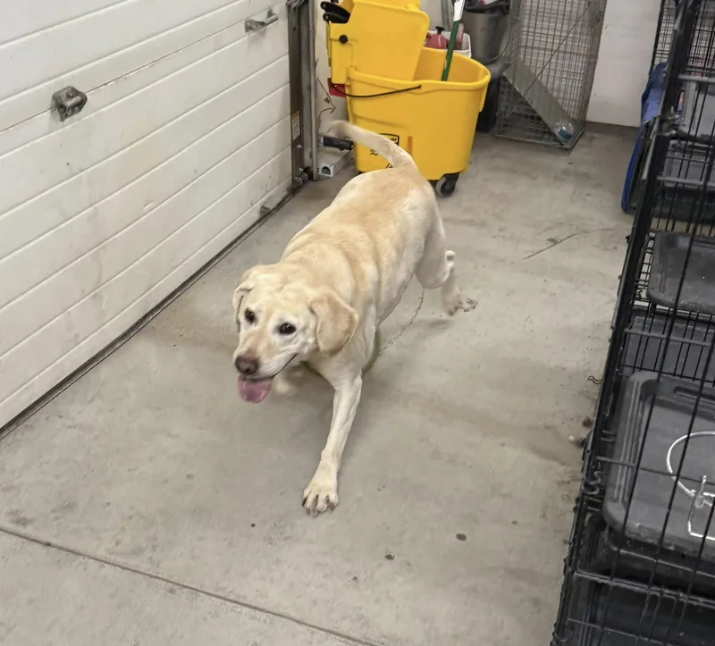 A senior large-sized female Yellow / Tan / Blond / Fawn Yellow Labrador Retriever dog named Mollie for adoption in Rawlins, WY