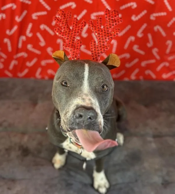 Dusty Rhodes thumbnail 2