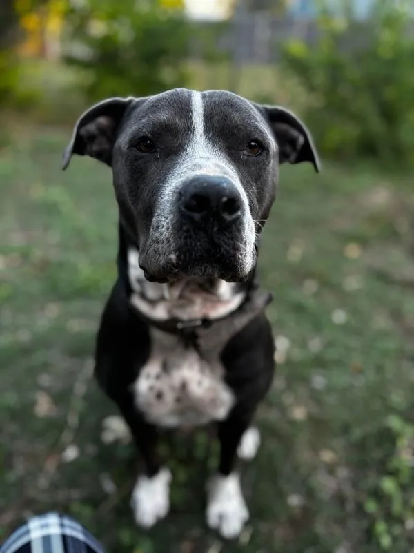 Dusty Rhodes thumbnail 3