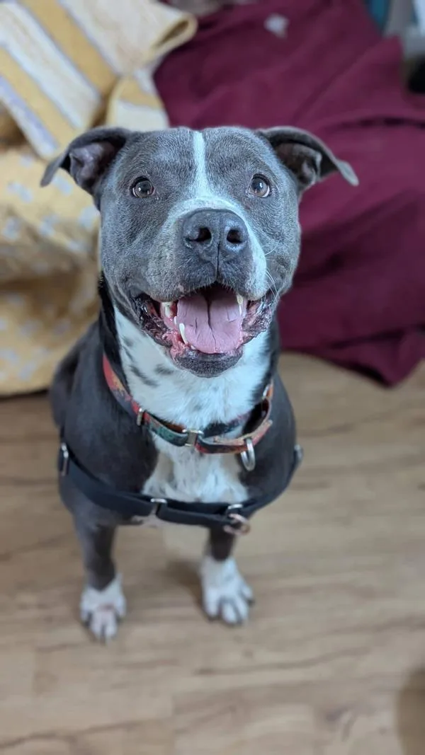 Dusty Rhodes thumbnail 4