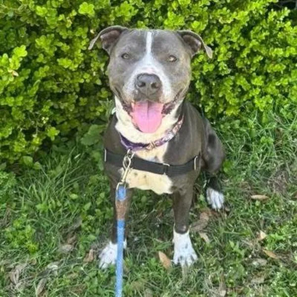 Dusty Rhodes thumbnail 5