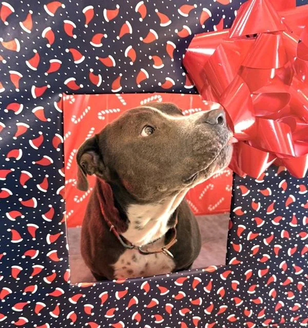 Dusty Rhodes thumbnail 6