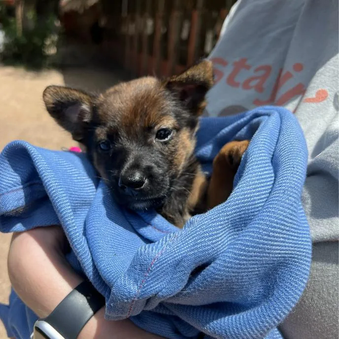 A baby small-sized male Brown / Chocolate German Shepherd Dog dog named Baby Wizard for adoption in Austin, TX