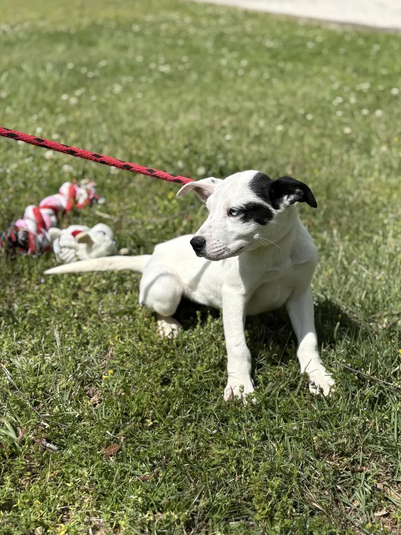 A baby small-sized male Terrier dog named Ravioli for adoption in Locust Fork, AL