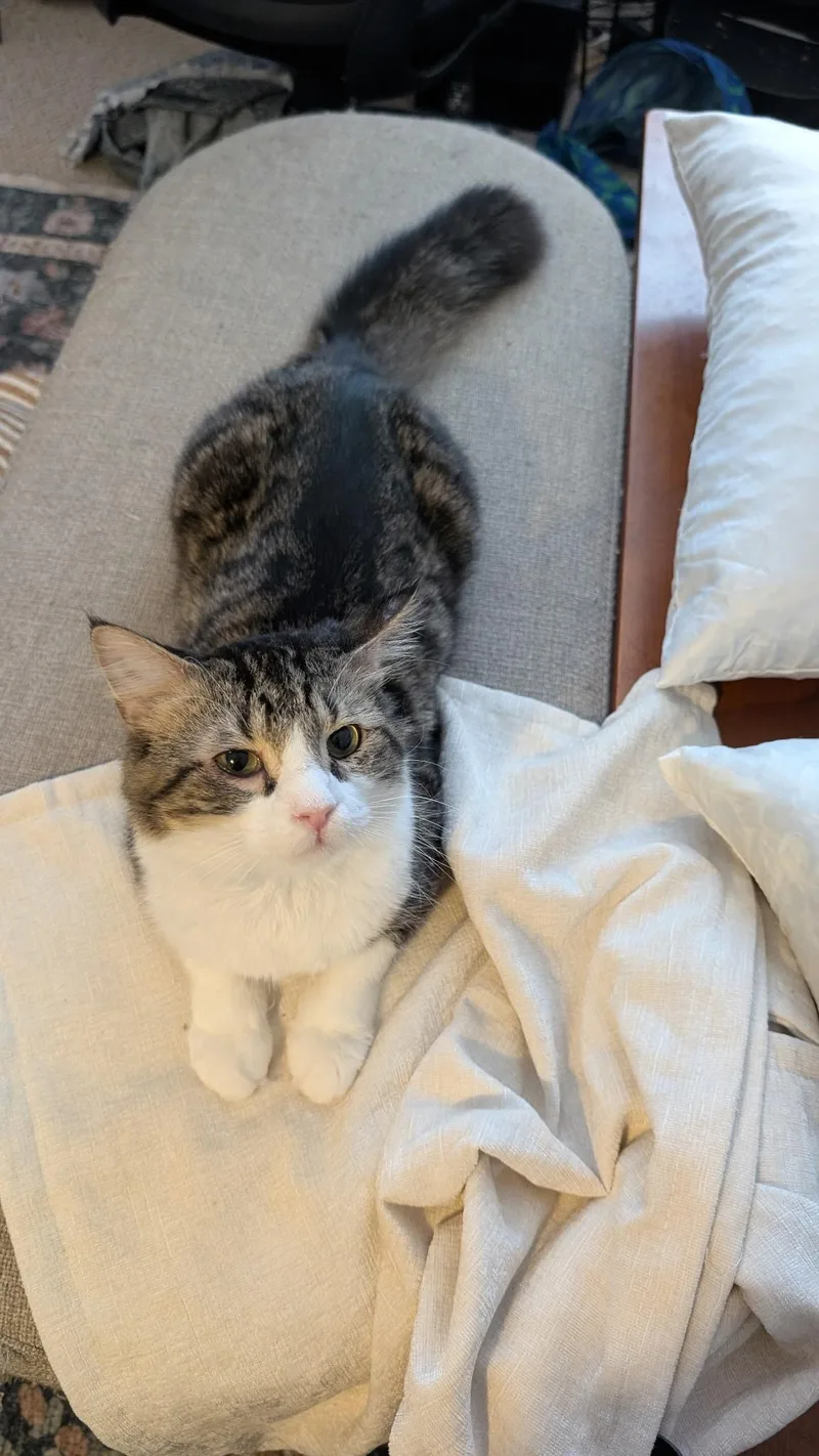 A young medium-sized male Tabby (Gray / Blue / Silver) Domestic Long Hair cat named Sir Galahad for adoption in Richmond, VA