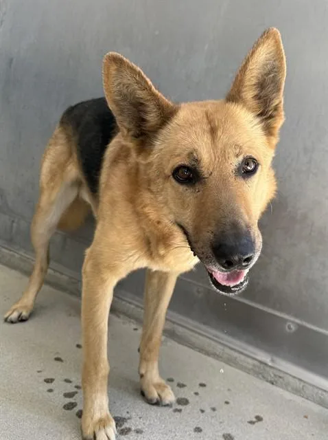 An adult large-sized male German Shepherd Dog dog named Lobo for adoption in Lancaster, CA