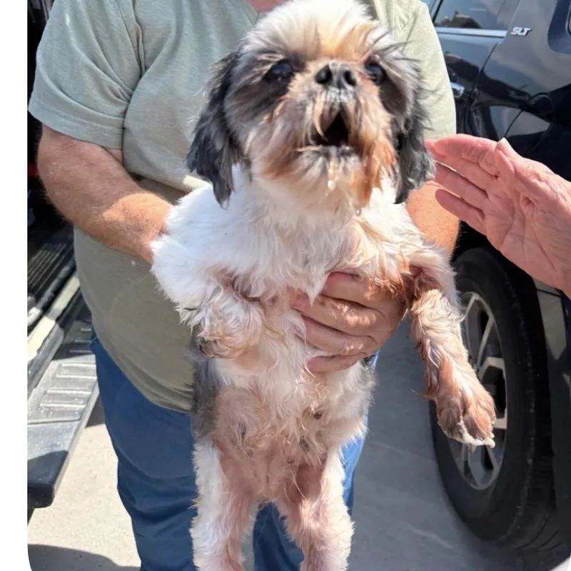 A senior small-sized female White / Cream Shih Tzu dog named Mia for adoption in Normal, IL
