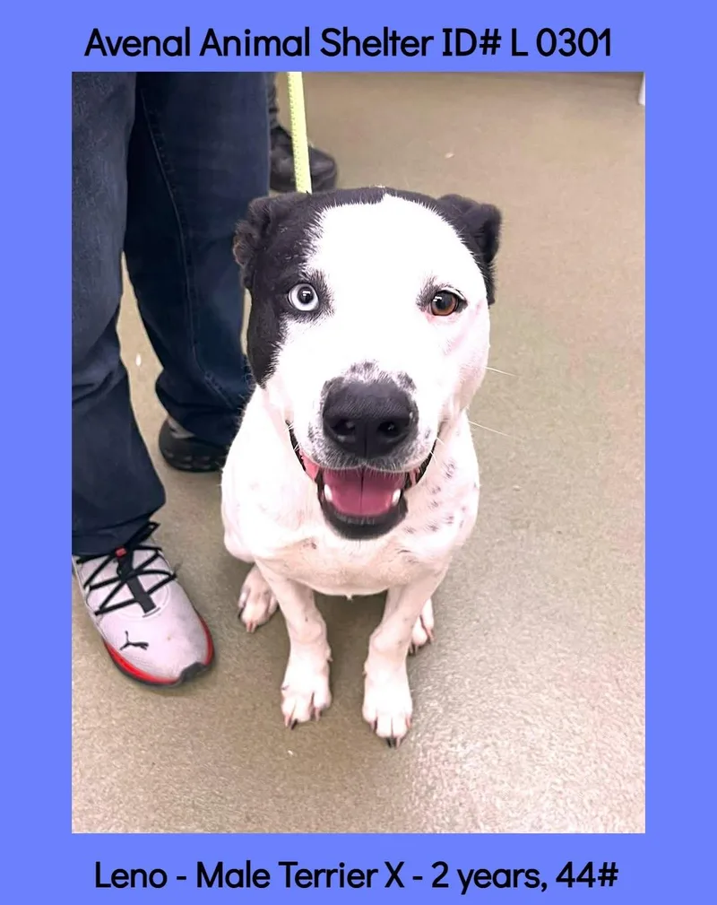 A young medium-sized male White / Cream Pit Bull Terrier dog named Leno for adoption in Avenal, CA