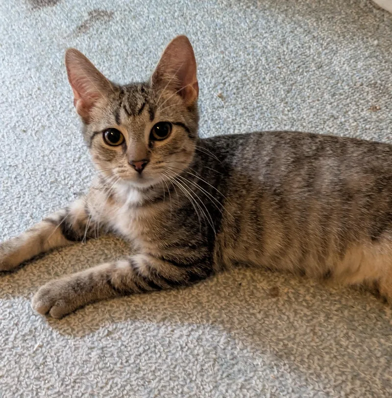 A baby medium-sized male Domestic Short Hair cat named Lenny for adoption in Wadsworth, OH