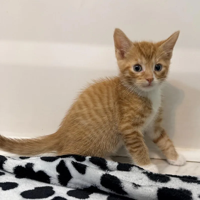A baby small-sized male Orange / Red Domestic Short Hair cat named Dale Gribble for adoption in Inman, SC