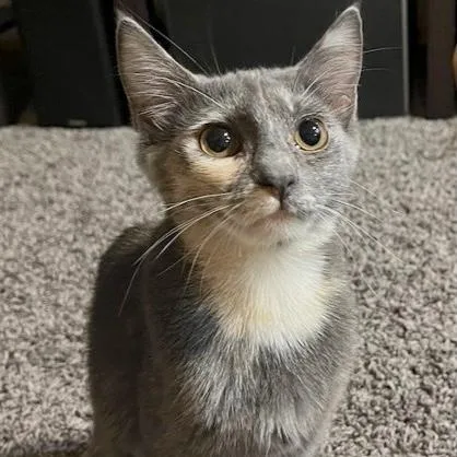 A young small-sized female Dilute Calico Domestic Short Hair cat named Aphrodite for adoption in Rochester, MN