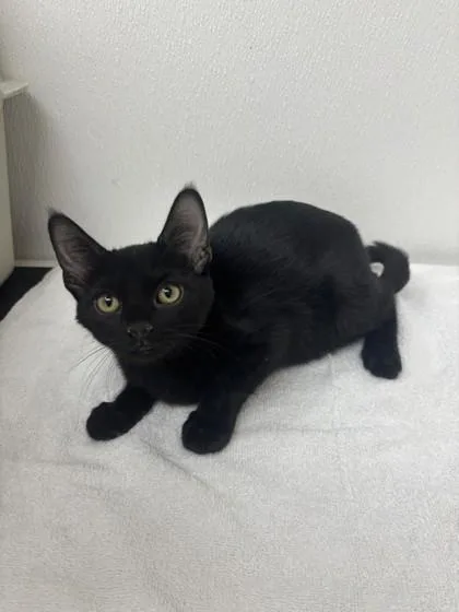 A young small-sized female Domestic Short Hair cat named Soup for adoption in Phoenix, AZ