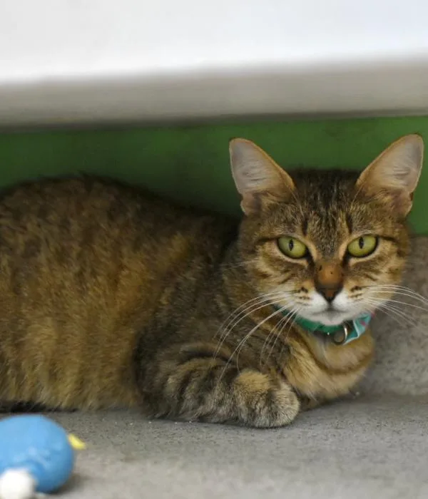 An adult medium-sized female Tabby (Brown / Chocolate) Domestic Short Hair cat named Jade for adoption in Marietta, GA