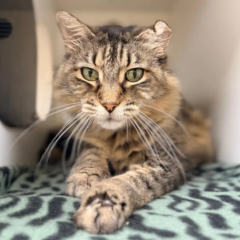 A senior large-sized female Brown / Chocolate Domestic Long Hair cat named Dixie for adoption in Champaign, IL