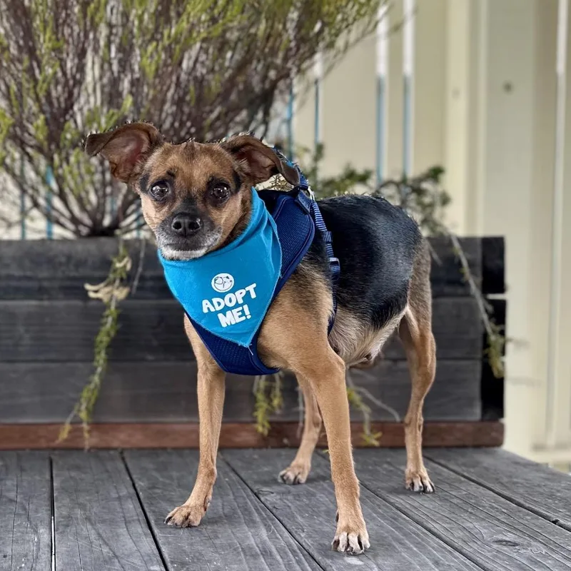 A senior small-sized female Brown / Chocolate Chihuahua dog named Relish for adoption in Pacific Grove, CA