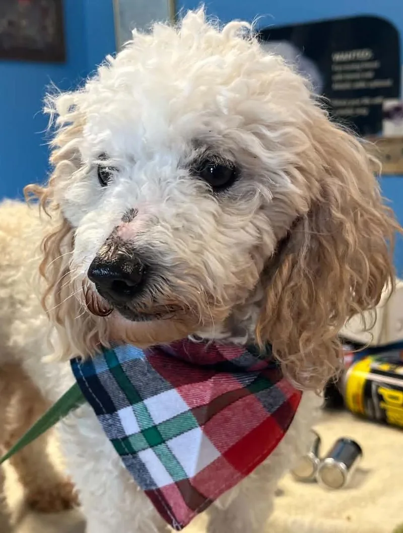 An adult small-sized male White / Cream Poodle (Toy) dog named Waylon Jennings for adoption in Robinson, IL