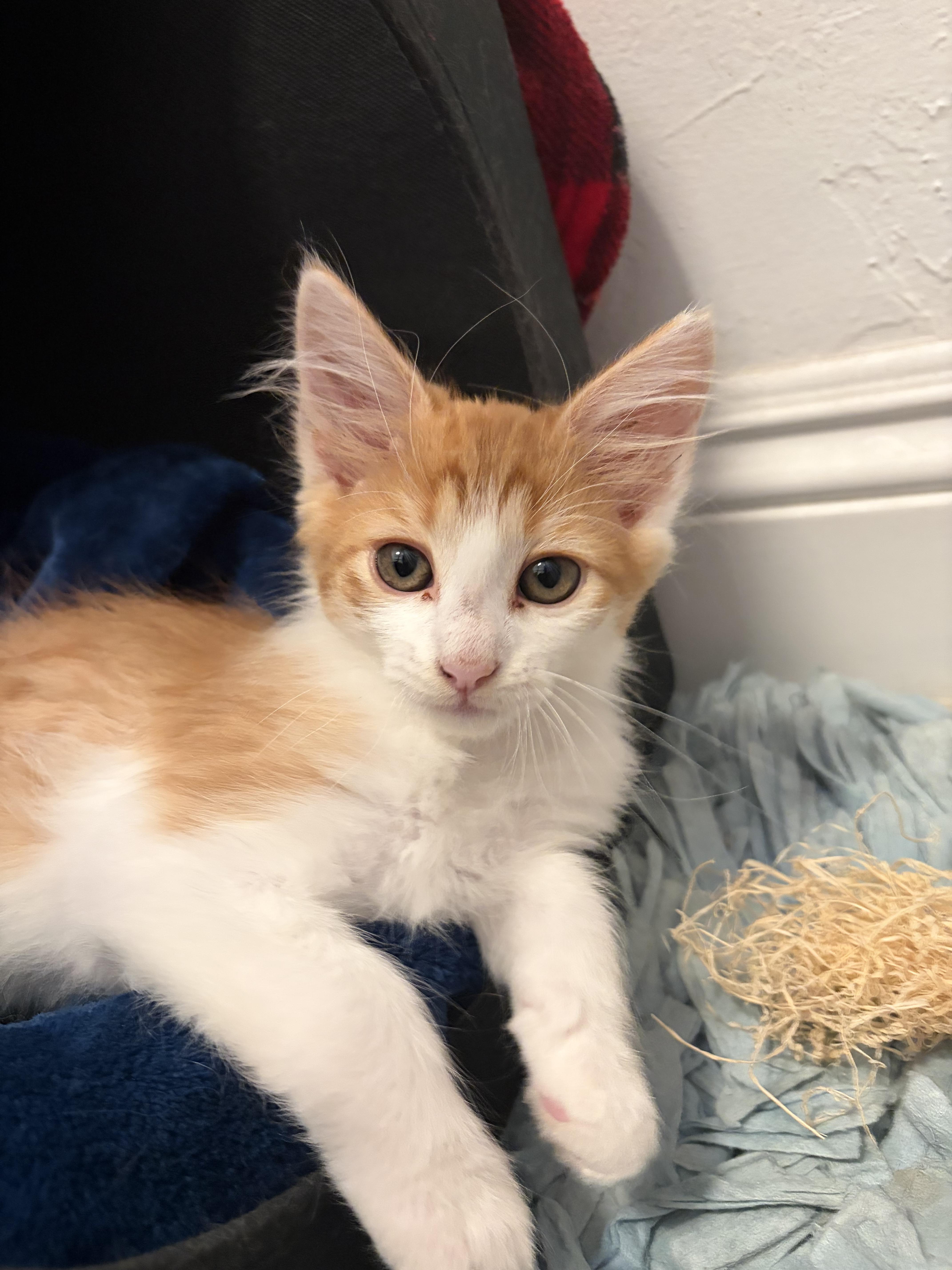 A baby small-sized male Domestic Long Hair cat named Blaze for adoption in Long Beach, CA