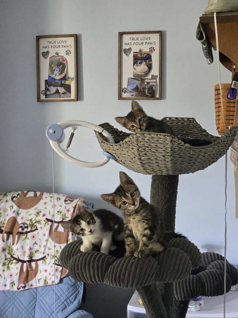 A baby medium-sized male Domestic Short Hair cat named Smudge for adoption in Wheaton, IL