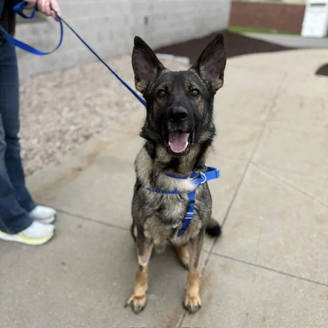 A young medium-sized male German Shepherd Dog dog named Bino for adoption in Boston, MA