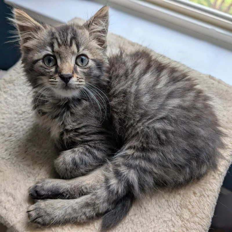 A baby small-sized male Gray / Blue / Silver Domestic Medium Hair cat named Quarter Pounder for adoption in Chattanooga, TN