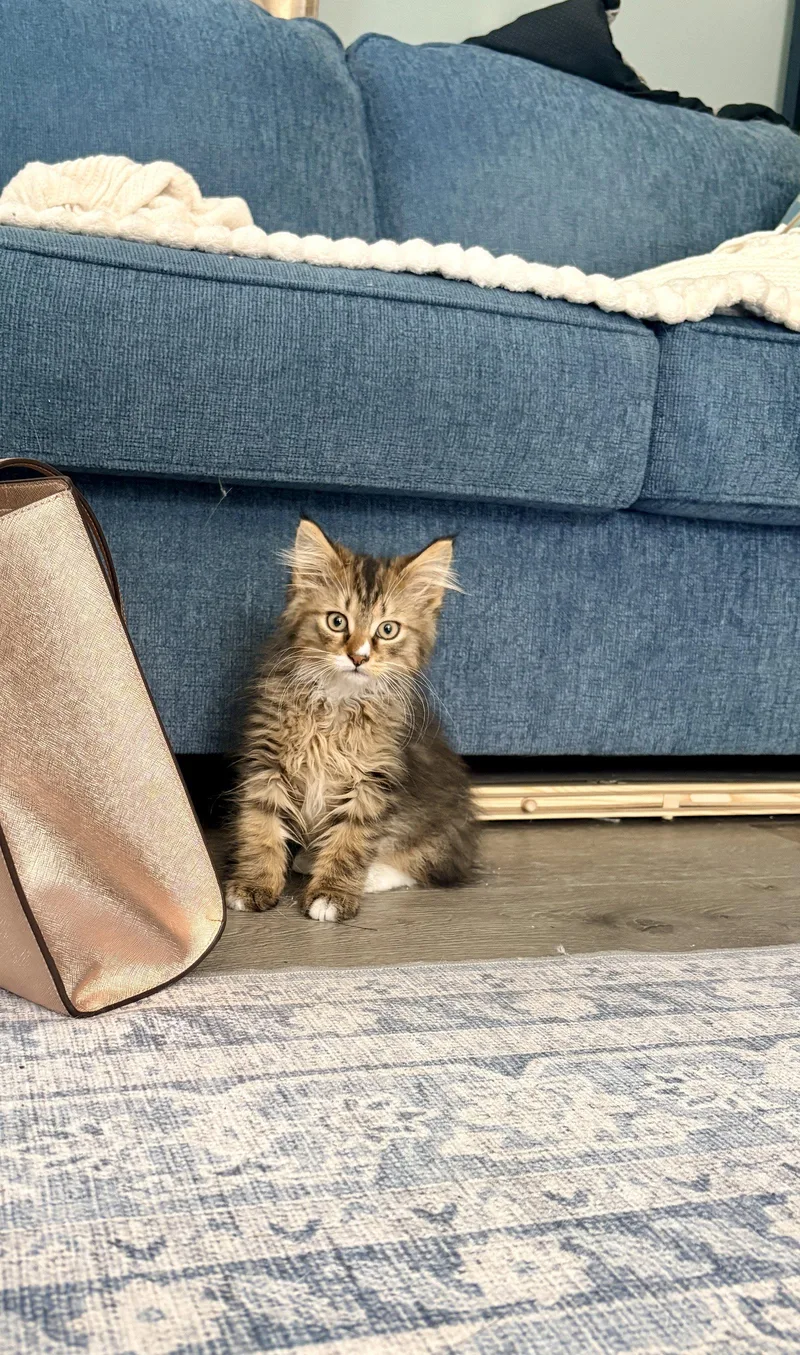A baby medium-sized male Domestic Medium Hair cat named Izaac for adoption in Walled Lake, MI