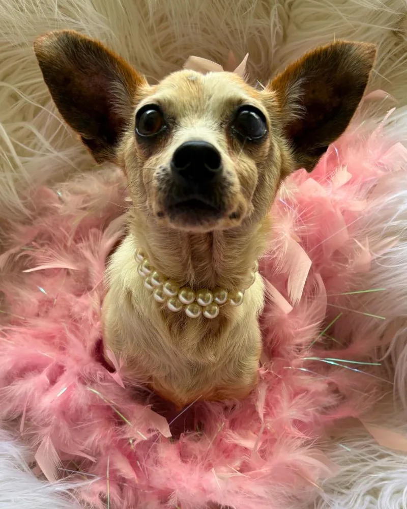 A senior small-sized female Chihuahua dog named Taryn for adoption in Bryan, TX