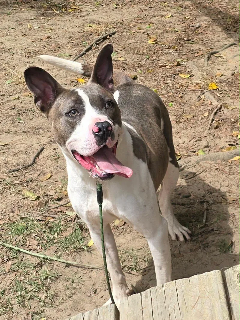 A young medium-sized male Pit Bull Terrier dog named Bones for adoption in Carmel, NY