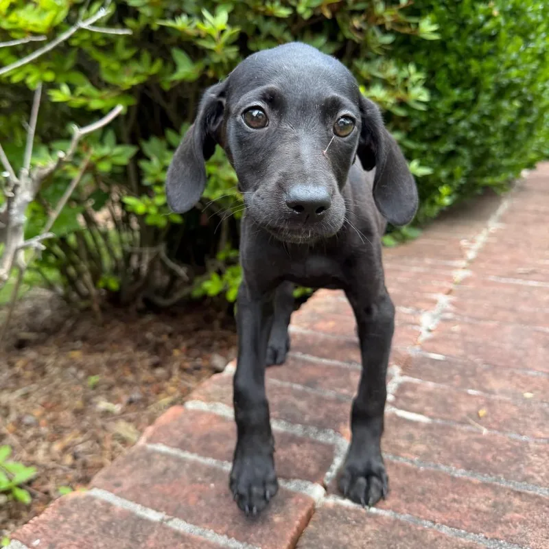 A baby medium-sized female Black Mixed Breed dog named Ziti for adoption in Brownsboro, AL
