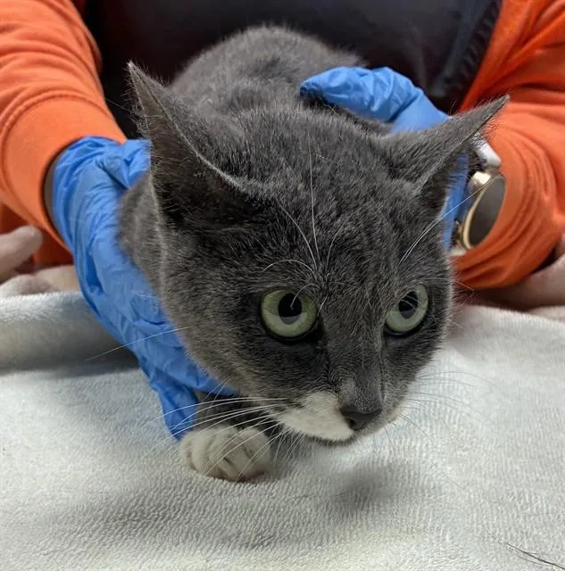 A young small-sized female Domestic Short Hair cat named Colby for adoption in Tallahassee, FL