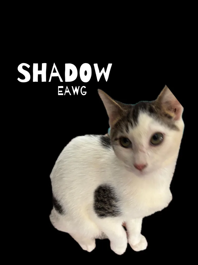 A baby medium-sized male Domestic Short Hair cat named Shadow for adoption in Pensacola, FL
