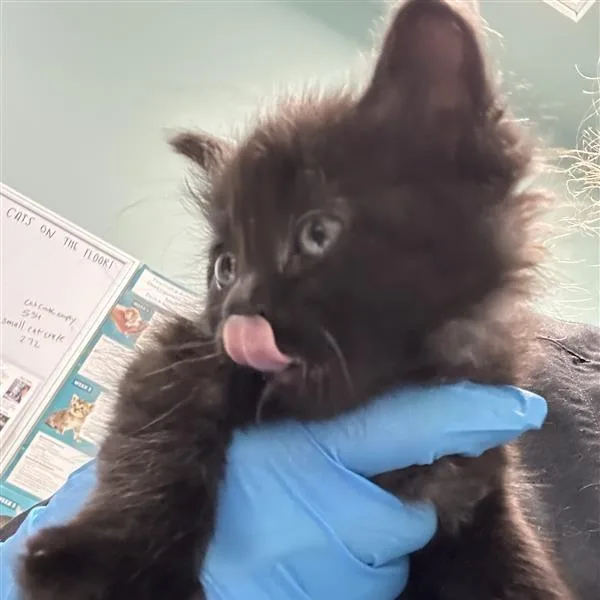 A baby small-sized female Black Domestic Medium Hair cat named Miriam for adoption in Tacoma, WA