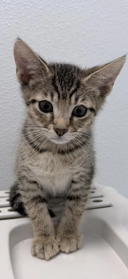 A baby small-sized male Domestic Short Hair cat named Jw for adoption in Venice, FL